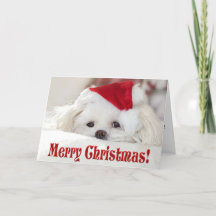 Filhote de cachorro maltês branco fofinho e fofo e