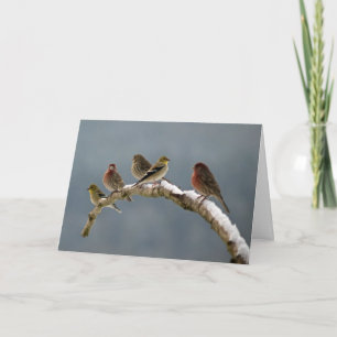 Cartão De Festividades Finches Christmas card