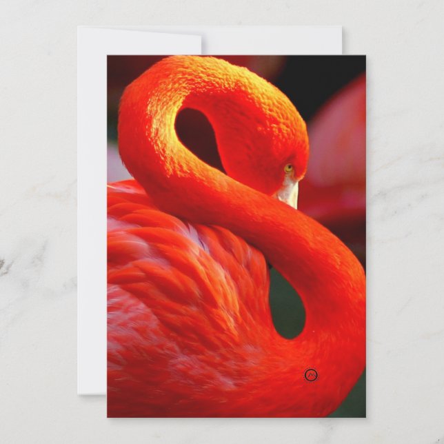 Cartão De Festividades flamingo (Frente)
