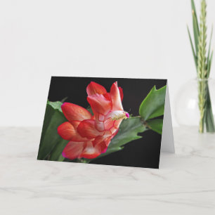 Cartão De Festividades Flor de Cactus de Natal