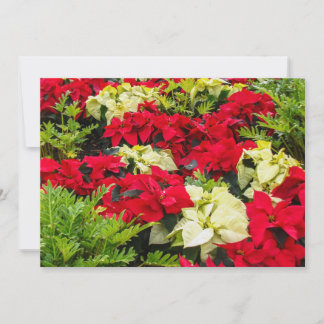 Cartão De Festividades Flor de Natal vermelha Poinsettia