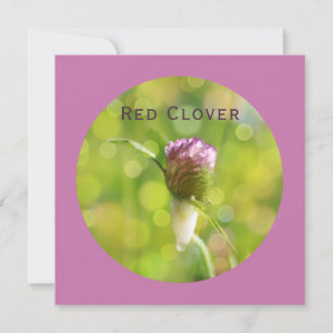 Cartão De Festividades Flor de trevo vermelho na magenta