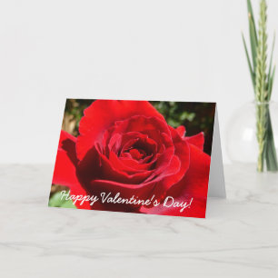 Cartão De Festividades Flor Rosa vermelha Brilhante Floral
