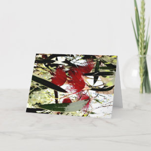 Cartão De Festividades flor vermelha de eucalipto