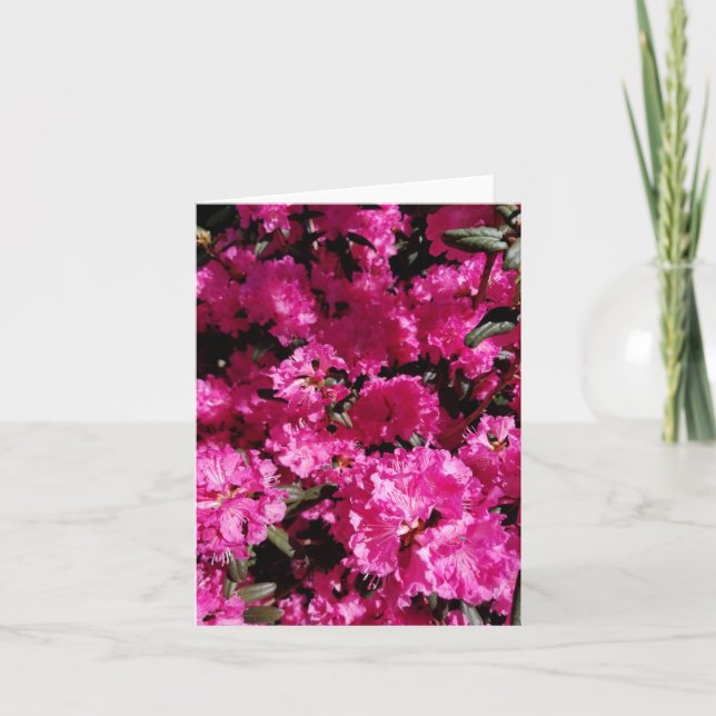 Cartão De Festividades Flores Cor-de-Rosa de Crepe no Jardim  (Frente)