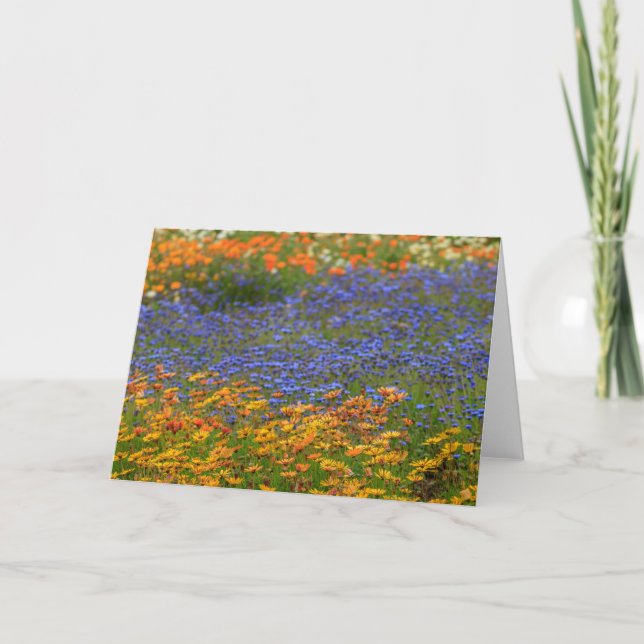 Cartão De Festividades Flores nativas, Cidade do Cabo (Frente)