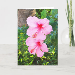 Cartão De Festividades Flores rosa Hibiscus