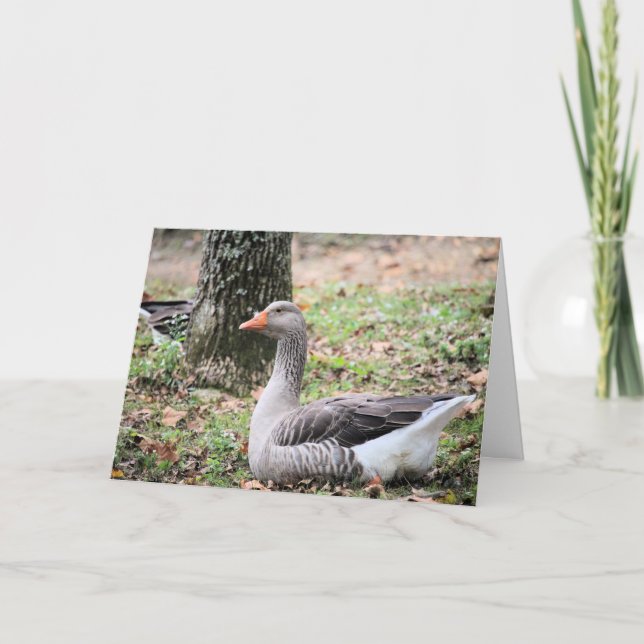 Cartão De Festividades Fluff (Frente)