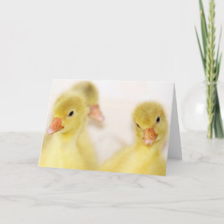 Cartão De Festividades Fluffy Yellow Ducklings