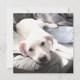Cartão De Festividades Foto de Cachorro Branco Cansado e Fofo Com o Melho