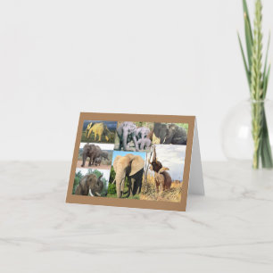 Cartão De Festividades Foto de elefante