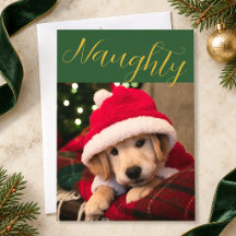 Foto de Natal de Pet Malvado em Ouro Verde Esmeral
