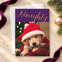 Foto de Natal do Pet Malvado Sugar Plum Gold