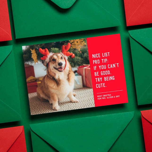 Cartão De Festividades Foto engraçada de Natal de animais (Criador carregado)