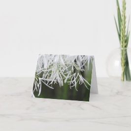 Cartão De Festividades Fringe tree (Chionanthus virginicus) card