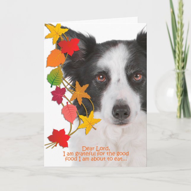 Cartão De Festividades Funny Border Collie Thanksgiving Card (Frente)
