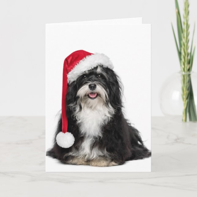 Cartão De Festividades Funny Christmas Havanese Dog With Santa Hat (Frente)