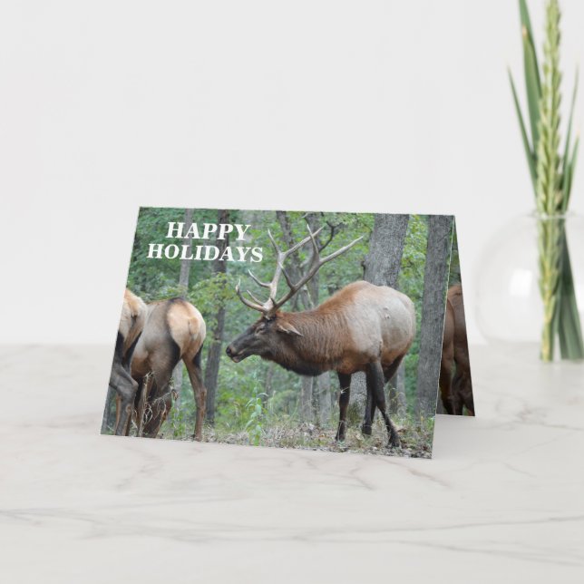 Cartão De Festividades Funny Happy Holidays Bull Elk In Rut (Frente)