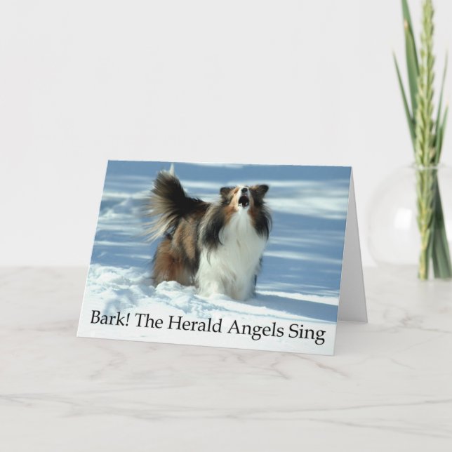 Cartão De Festividades Funny Sheltie Christmas Card (Frente)