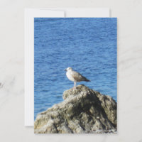 Gaivota