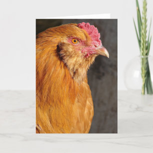 Cartão De Festividades Galinha Ameraucana Branca para todas as Ocasioes d