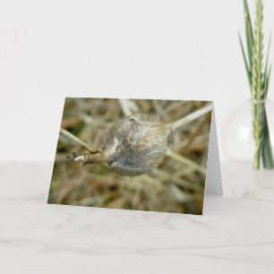 Cartão De Festividades Gall on Dry Queen Anne's Lace Note Card