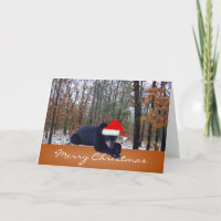 Game Cam Caught a Bear Cub Sporting Santa Hat