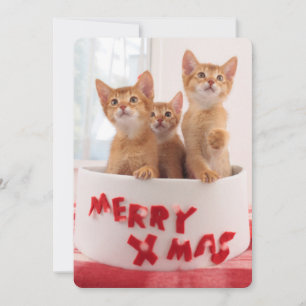 Cartão De Festividades Gatinhos Merry Xmas