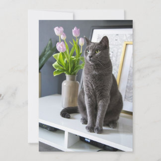 Cartão De Festividades Gato cinza em um escritório.