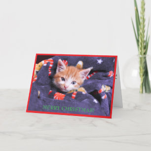 Cartão De Festividades Gato com Cobertor Cinza Feliz Natal Gatinho Laranj
