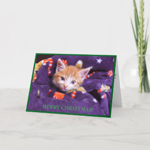 Cartão De Festividades Gato de Cobertor Roxo Feliz Natal Gatinho Laranja