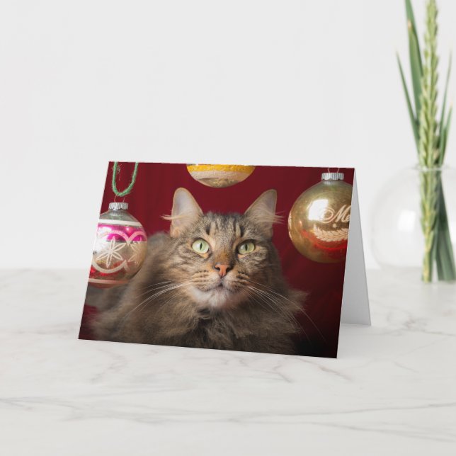 Cartão De Festividades Gato de Natal Maine Coon (Frente)