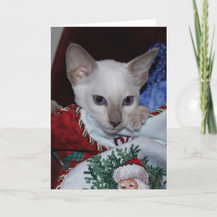 Cartão De Festividades Gato de Natal - Ponto Lilac Siamês em Stocks