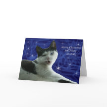 Gato Natal Animal Sujo