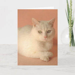 Cartão De Festividades Gatos de Namorados personalizáveis
