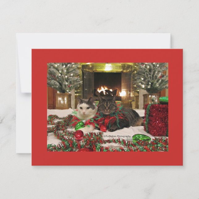 Cartão De Festividades Gatos de Natal bonitos (Frente)