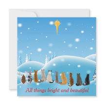 Gatos Estrela Religiosa Todas As Coisas Animais