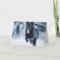 German shepherd preto no Cobrir da escova de neve