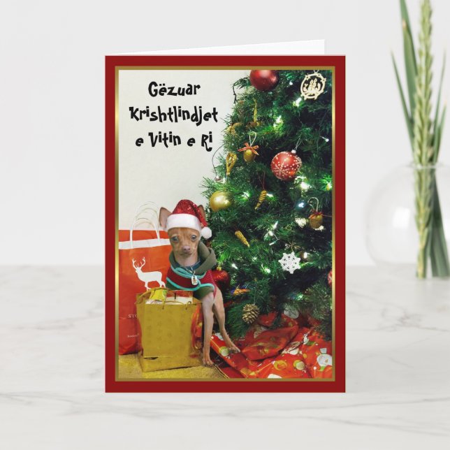 Cartão De Festividades Gëzuar Krishtlindjet e Vitin e Ri chihuahua card (Frente)