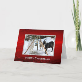 Cartão De Festividades Goats Snow Feeder Photo Christmas