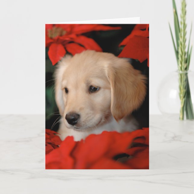 Cartão De Festividades Golden Puppy and Poinsetta Christmas Card (Frente)