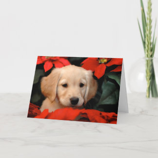 Cartão De Festividades Golden Puppy and Poinsetta Christmas Card