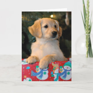 Cartão De Festividades Golden Puppy Present Christmas Card