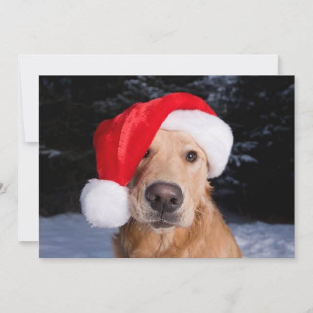 Cartão De Festividades Golden Retriever com chapéu de Papai Noel (Frente)
