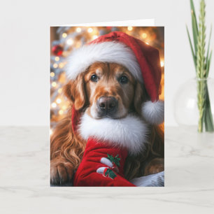 Cartão De Festividades Golden Retriever Com uma Meia de Natal