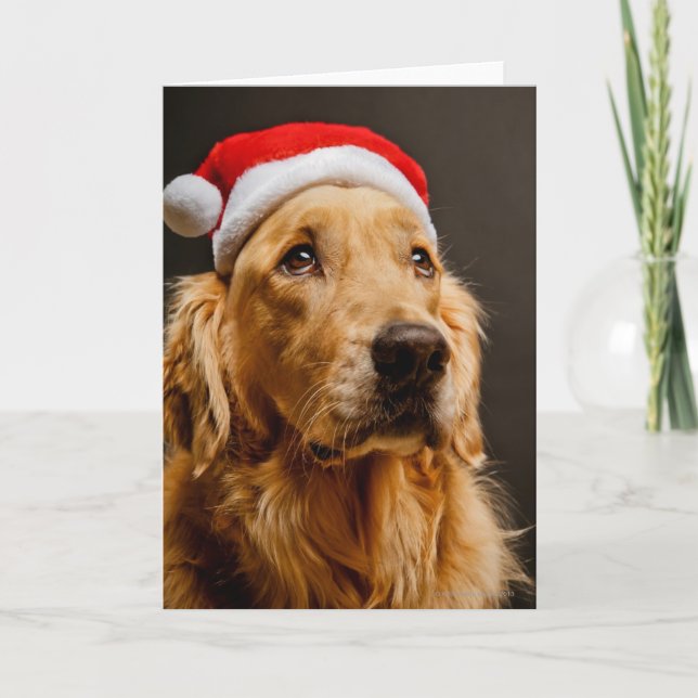 Cartão De Festividades Golden Retriever posing for his Christmas (Frente)