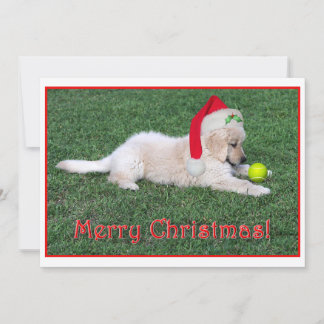 Cartão De Festividades Golden Retriever Puppy Christmas Card Flat