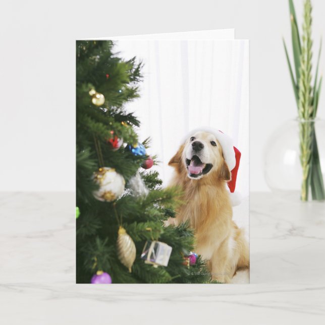 Cartão De Festividades Golden retriever which watches Christmas tree (Frente)