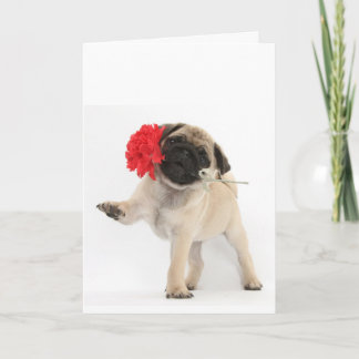 Cartão De Festividades Gorgeous Pug Puppy with Red Carnation