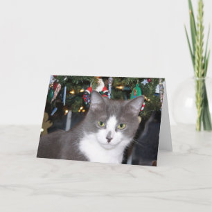 Cartão De Festividades Gray and white kitty Christmas